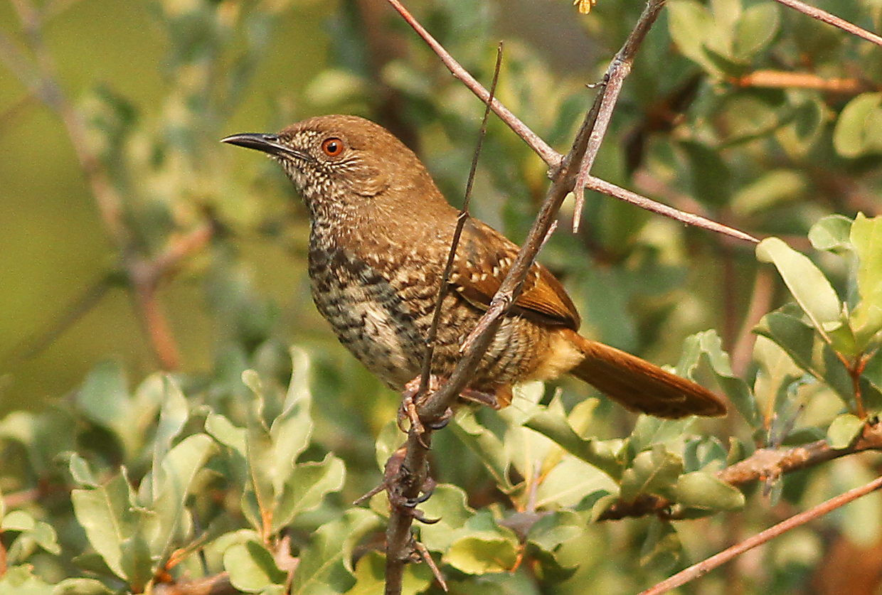 image Barred Wren-Warbler